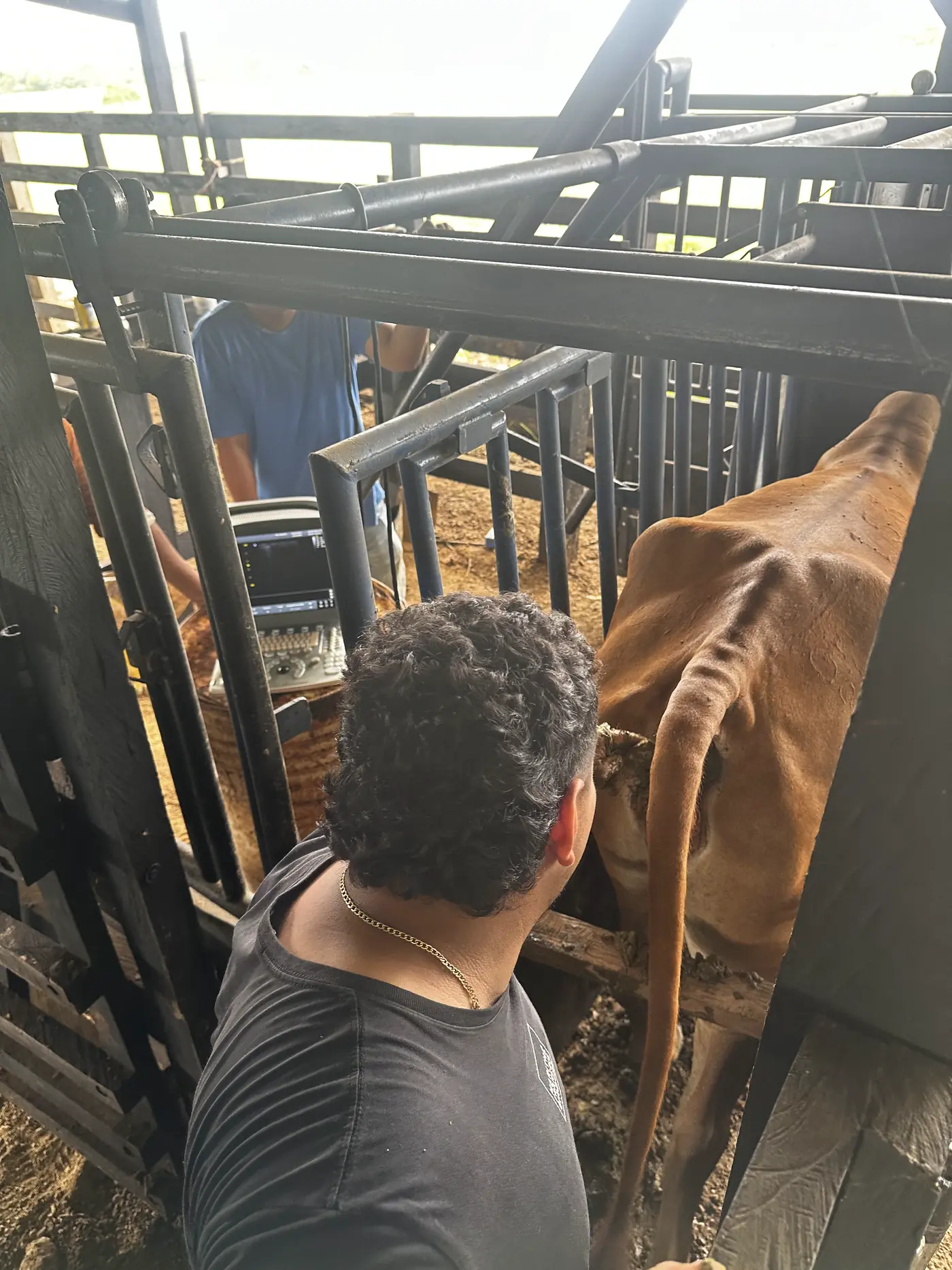 Persona de espaldas trabajando con un ecógrafo dentro del brete, junto a un animal