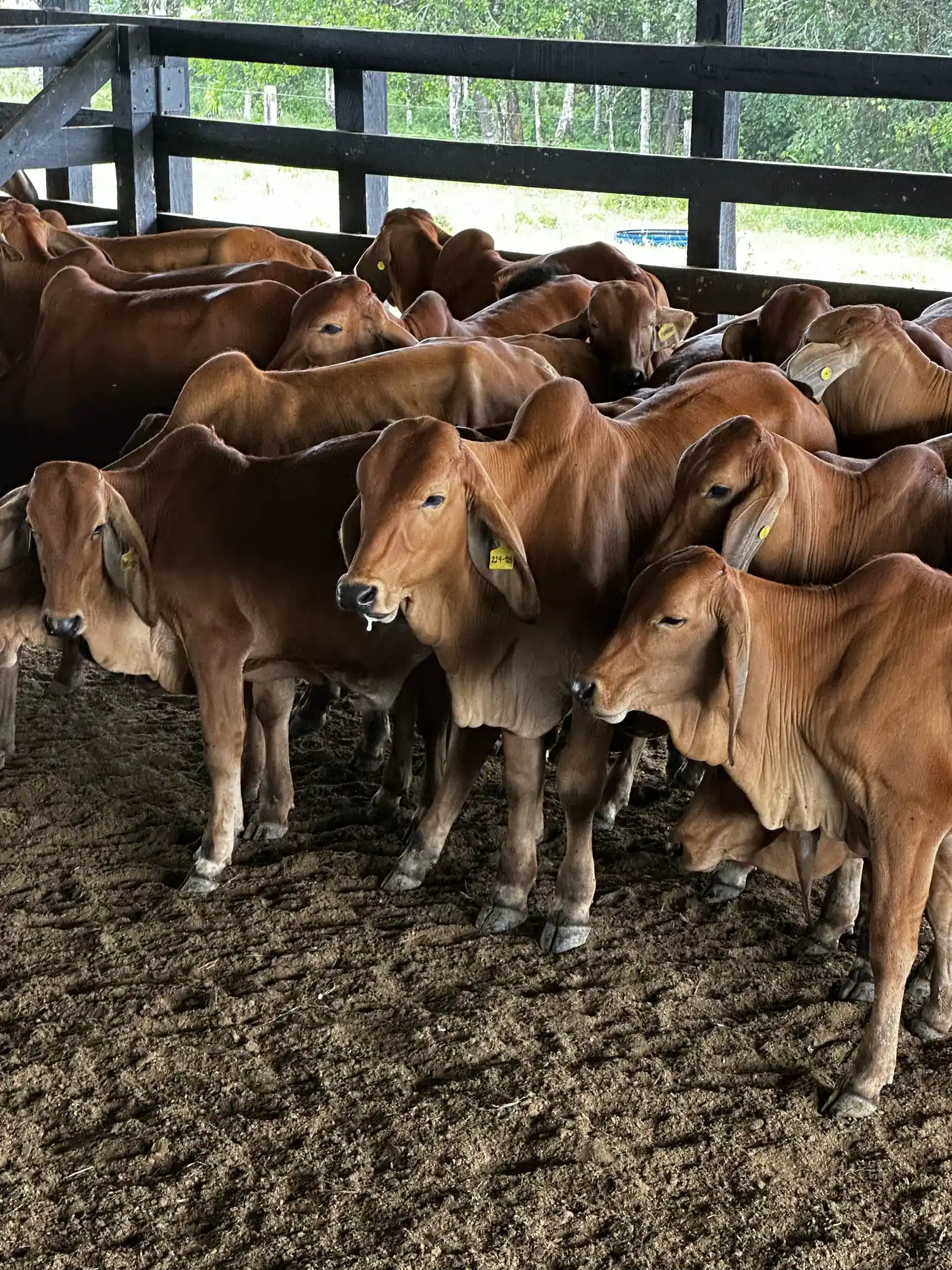 Grupo de animales reunidos en un corral techado, esperando su turno en la manga