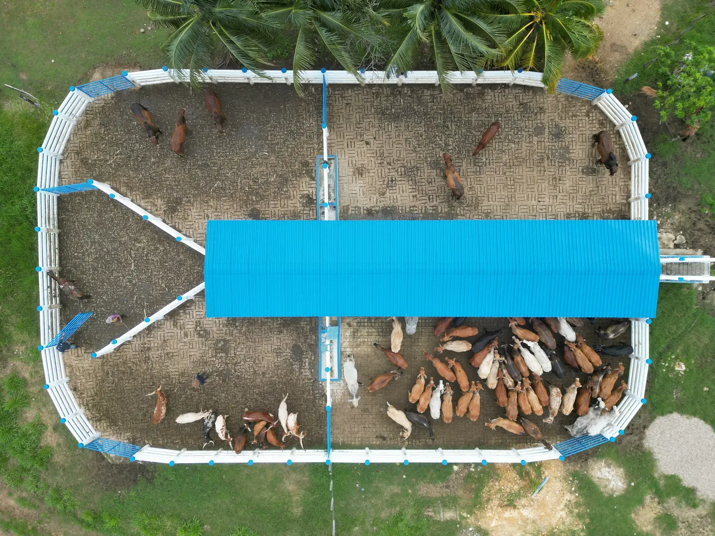 Vista aérea de un corral de manejo completo, con su techo, palmeras alrededor y el hato dividido en dos grupos