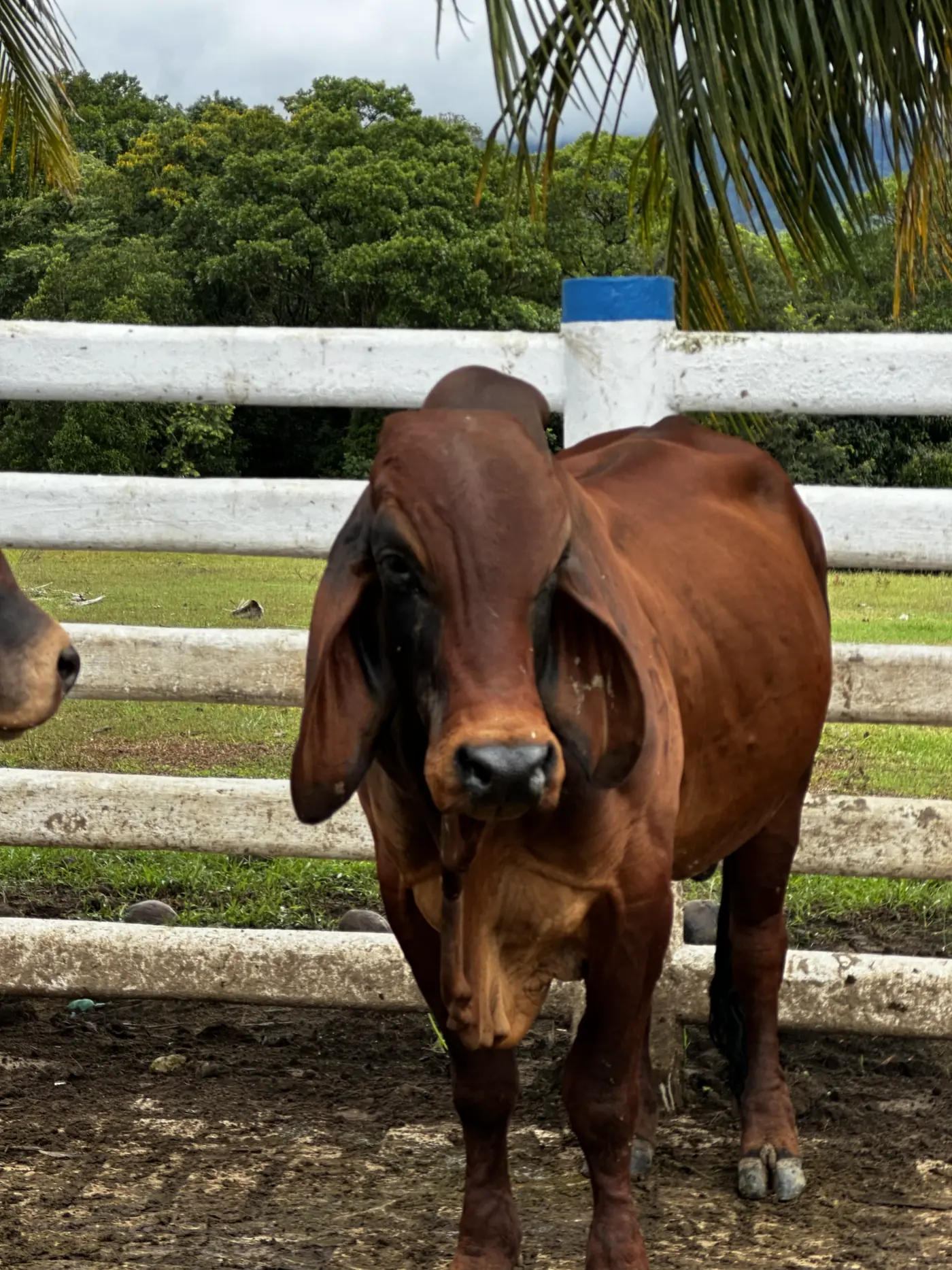 Un toro de frente, mirando a la cámara, dentro de un potrero cercado