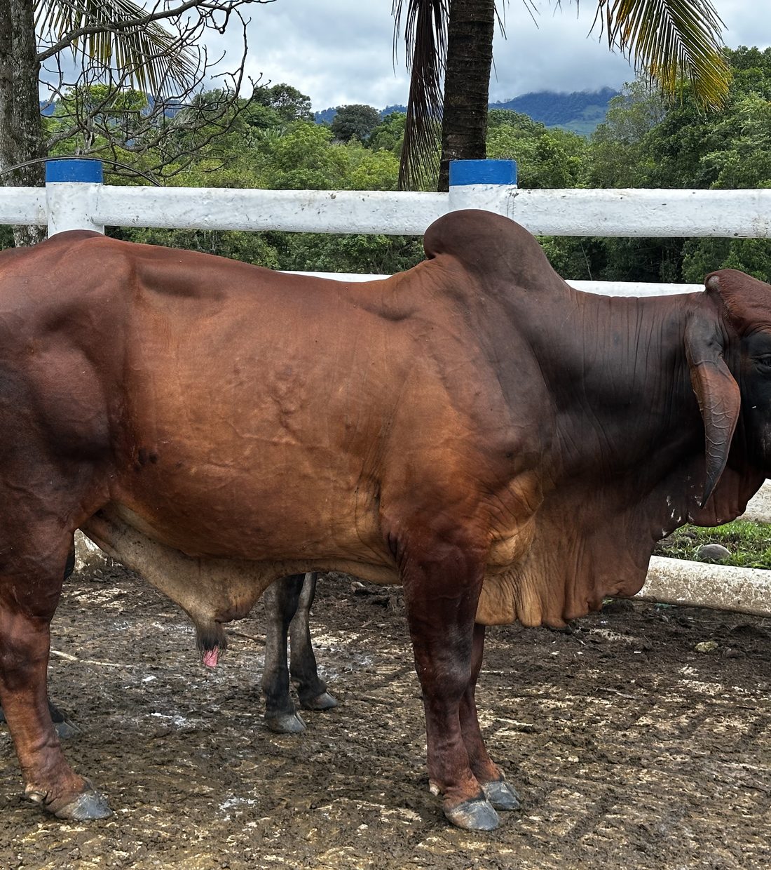 Toro Brahman rojo en el corral de la finca Casa Azul, piedemonte del Meta