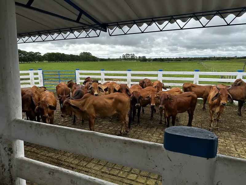 Hato canela uniforme y de buena condición en el corral, con el potrero verde abierto y la línea de monte al fondo